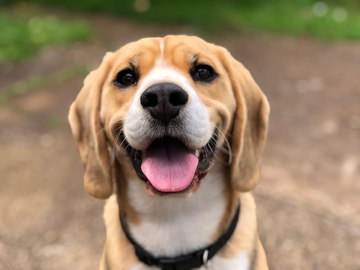 Beagle looking at the camera for a talking-dog video