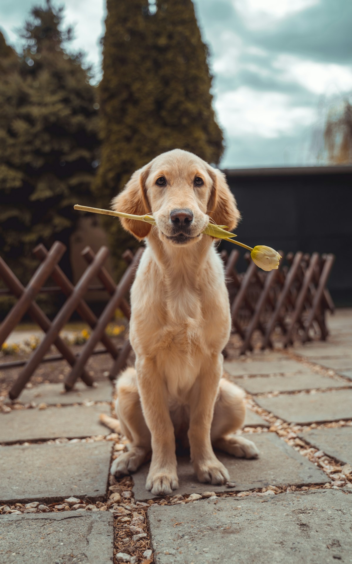 A pet ready to become a talking video